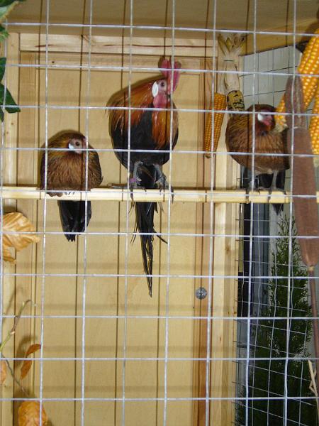 Delbrueck 2008 037.jpg - Zwerg Phönix goldhalsig von Nicole Henkemeier